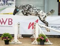 Tumavu l'Évidence, Championnat de Belgique des 2 ans