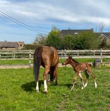 Belle de la Sure j402