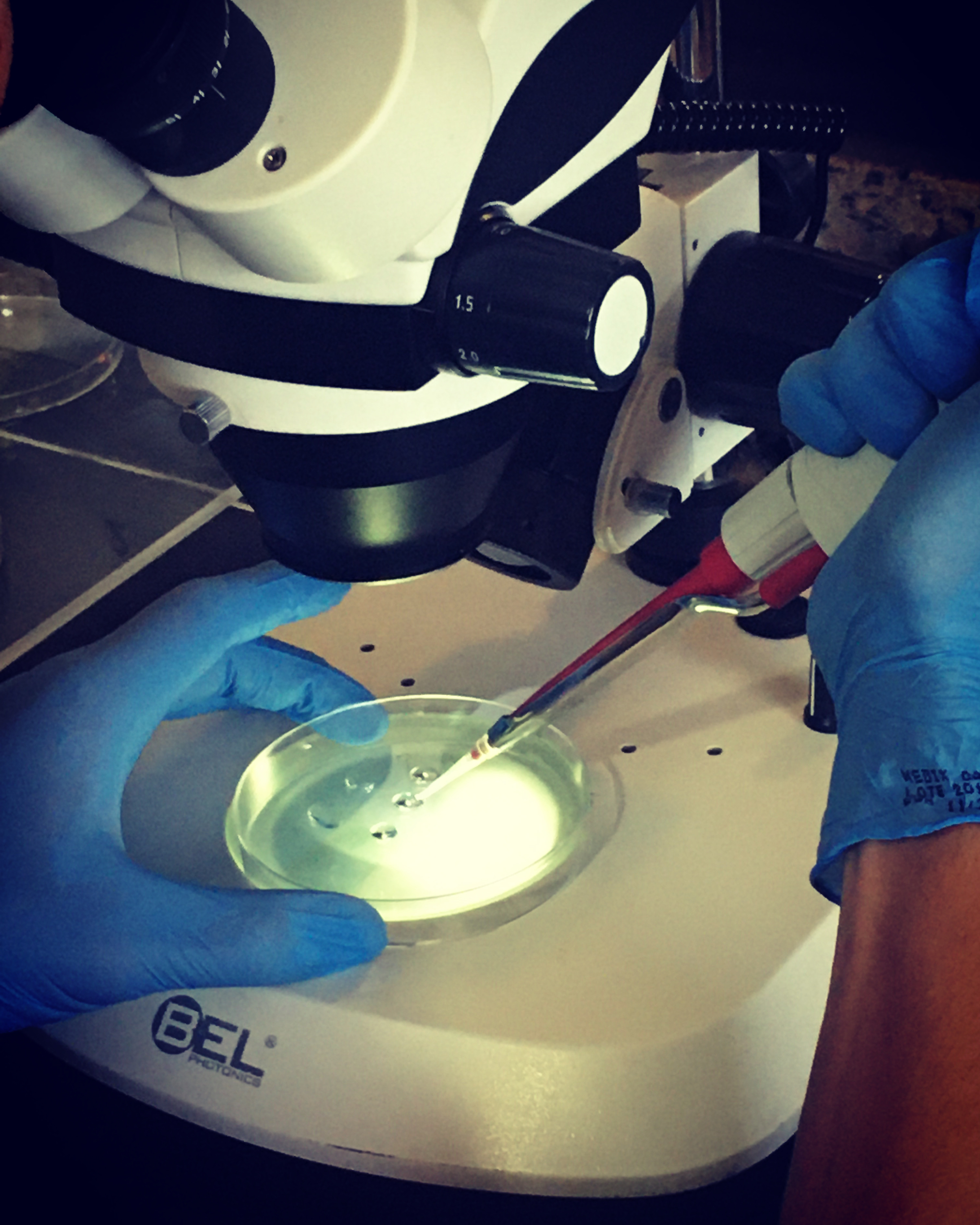 Recherche des ovocytes à la loupe binoculaire dans le liquide folliculaire, après la ponction.
