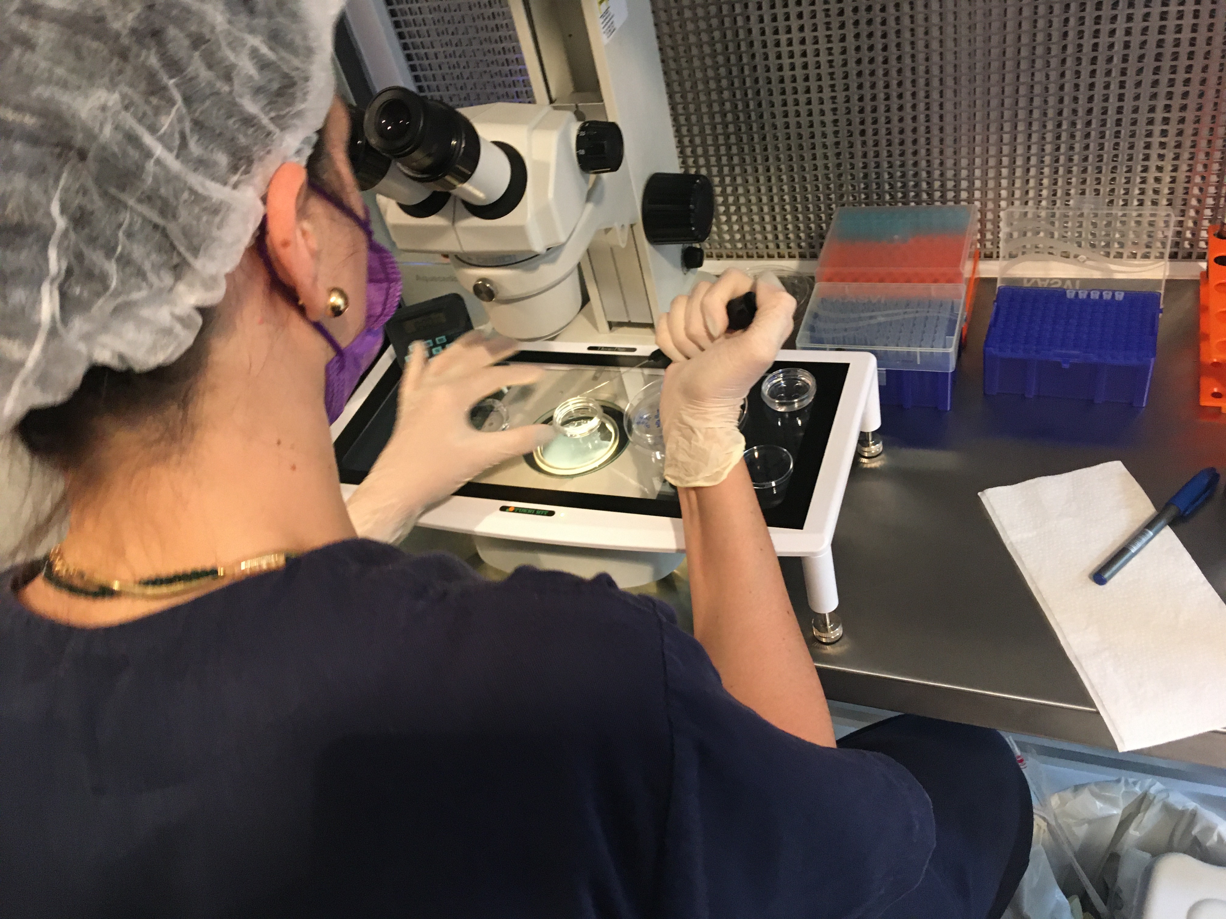 Contrôle du clivage des embryons au quatrième jour après l'injection.