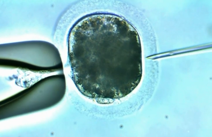 Injection intracytoplasmique de spermatozoïde (ICSI) chez le cheval. À l'aide d'un micromanipulateur sous microscope, un spermatozoïde unique est injecté directement dans le cytoplasme de l'ovocyte de la jument pour créer un embryon