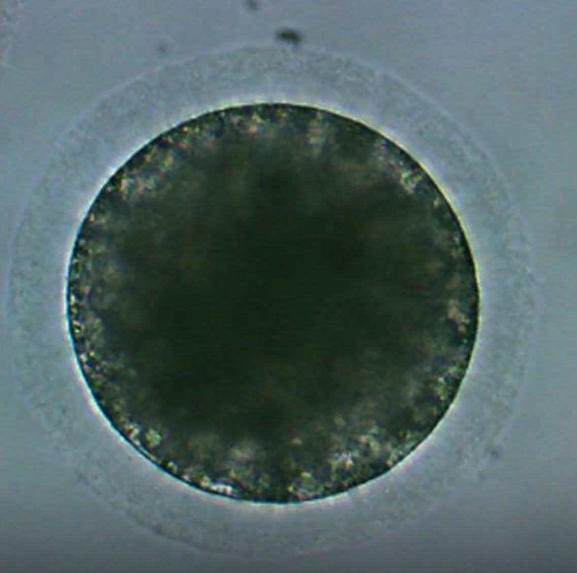 Vue à la loupe de blastocystes équins, des embryons de forme circulaire parfaitement développés, juste avant leur congélation en laboratoire.
