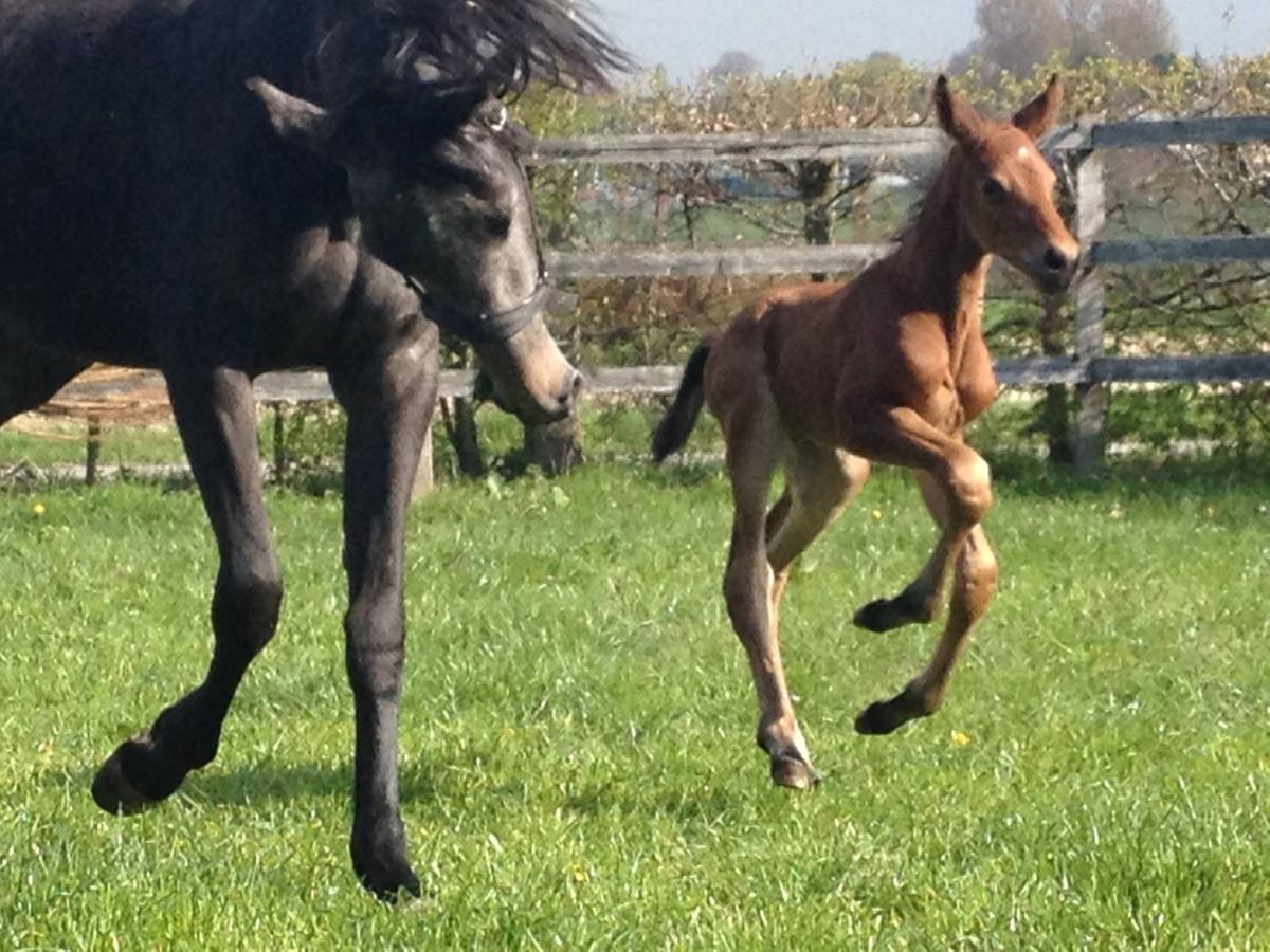 Poulain au paddock