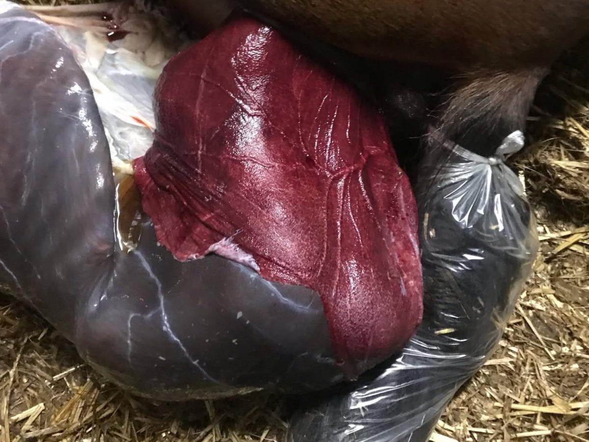 Red bag, poche rouge et veloutée du chorio-allantoïde apparue à la vulve à la place de la membrane blanche