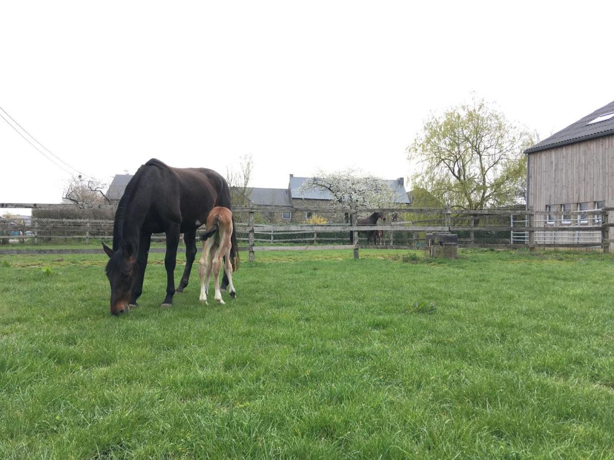 Une poulinière broute au pré, son poulain à ses côtés