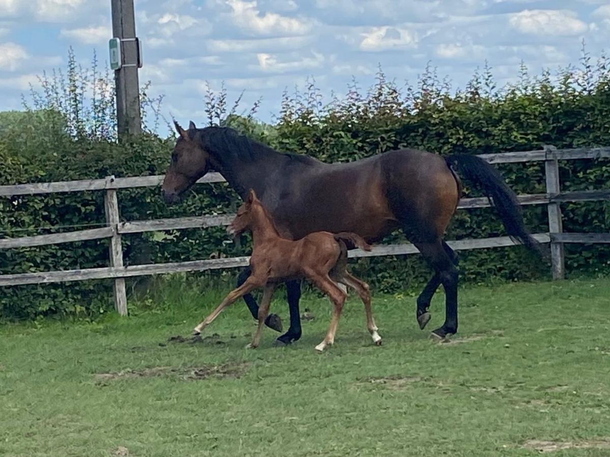 Une jument et son poulain au trot le long de la clôture du pré