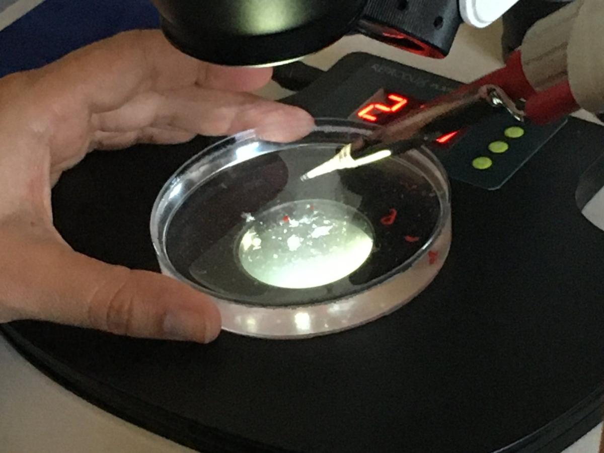 Recherche de l'embryon dans le liquide de lavage, sous la loupe binoculaire