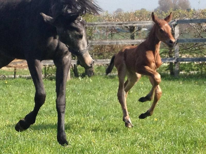 Poulain au paddock