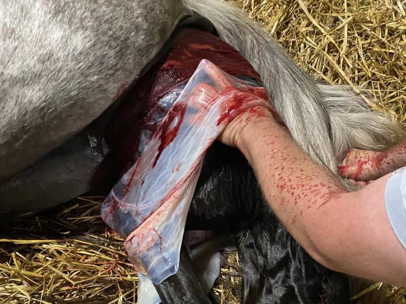 Ouverture d'un red bag et extraction du poulain par les antérieurs
