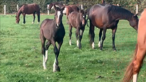 Topaze des Dames, au pré