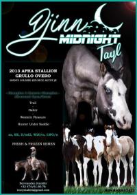 Djinn Midnight Tail
