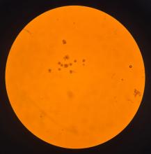 Equine oocytes