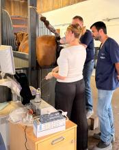 Ponction ovocytaire transvaginale sous contrôle échographique chez une jument pour une procédure d'ICSI