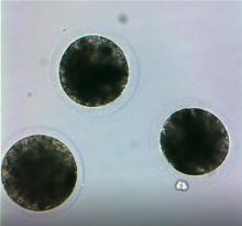 Vue à la loupe de blastocystes équins, des embryons de forme circulaire parfaitement développés, juste avant leur congélation en laboratoire.