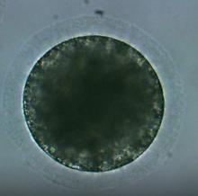 Vue à la loupe de blastocystes équins, des embryons de forme circulaire parfaitement développés, juste avant leur congélation en laboratoire.